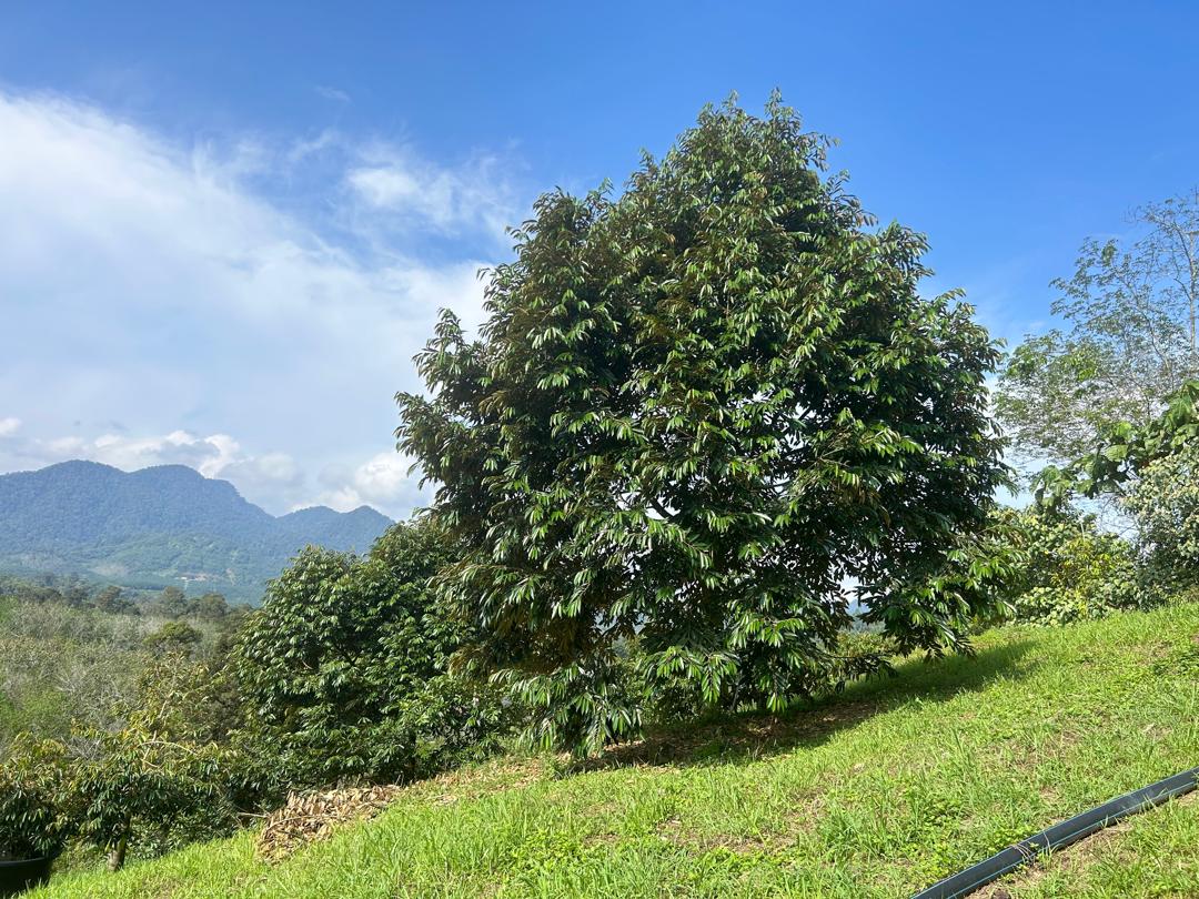 Karak Durian Farm