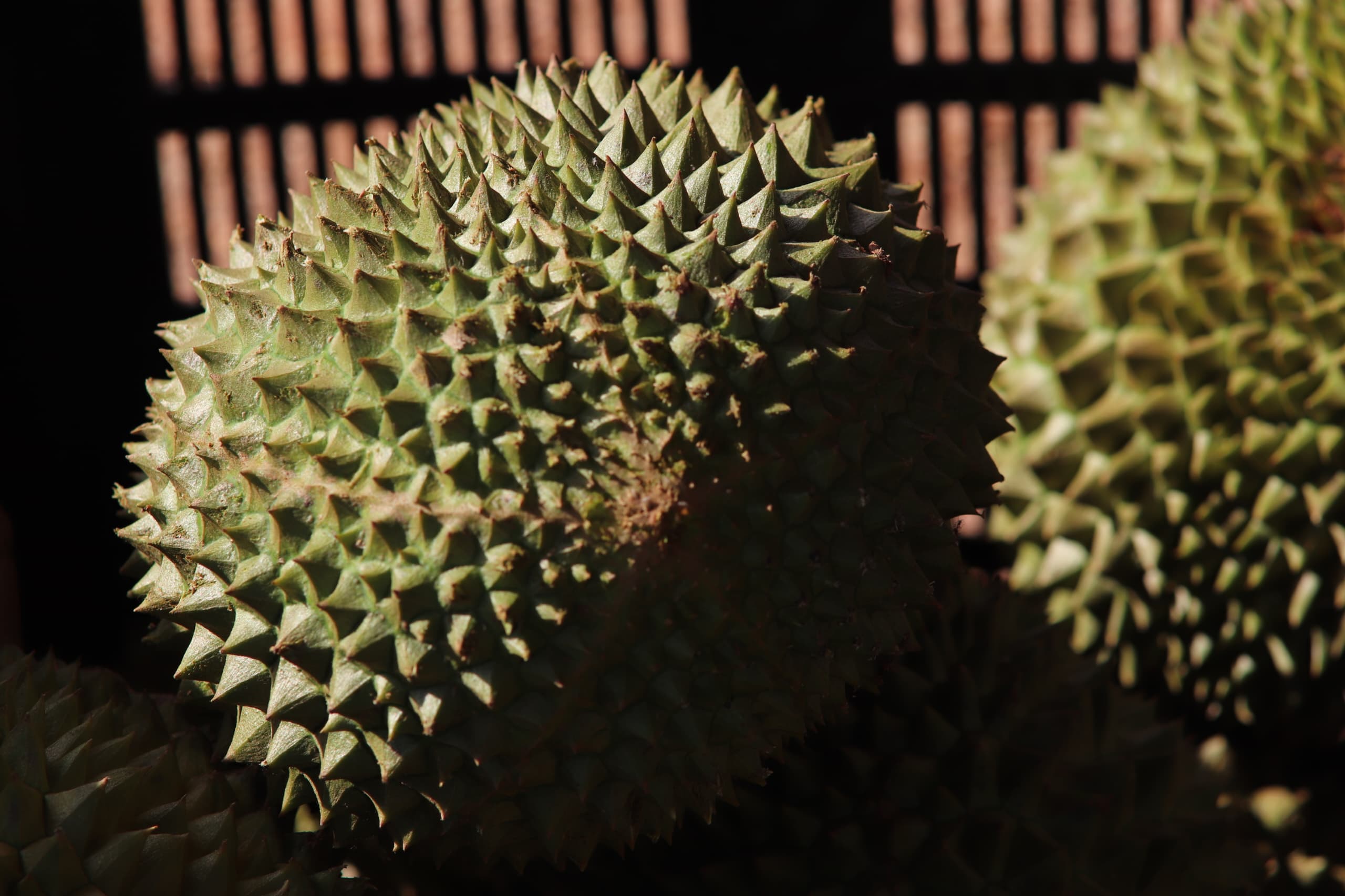Sindiyan Durian Farm